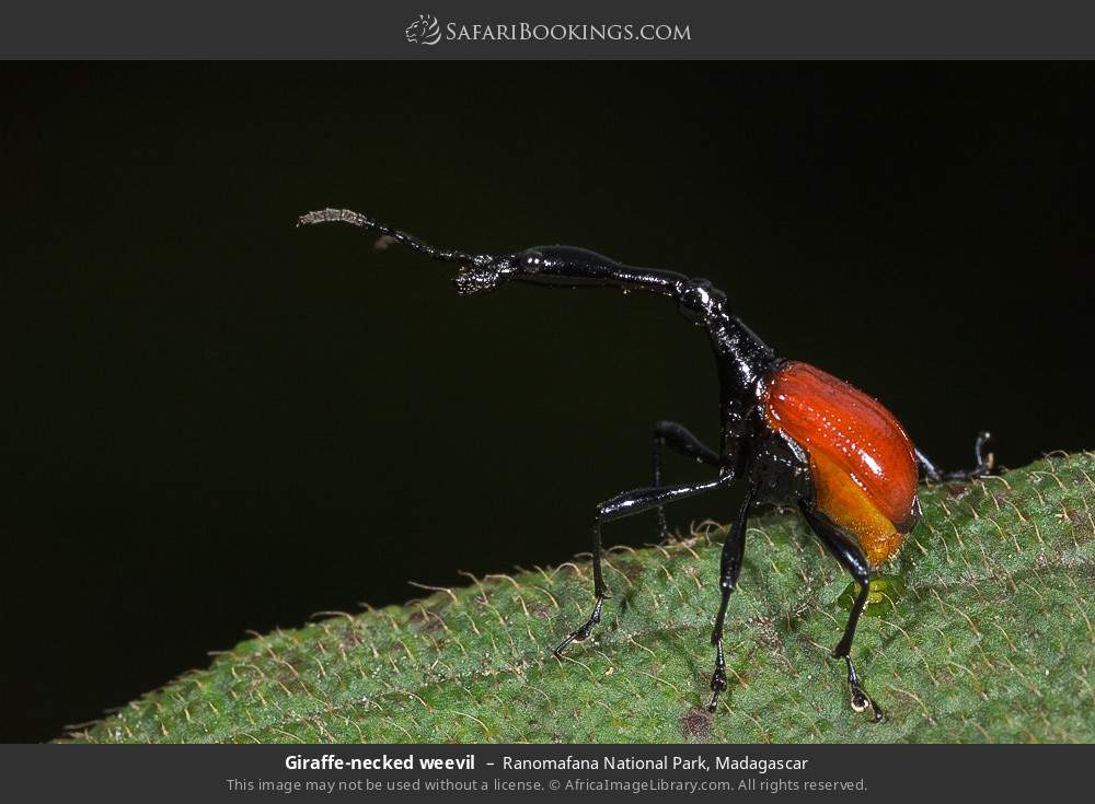 Giraffe-necked weevil in Ranomafana National Park, Madagascar