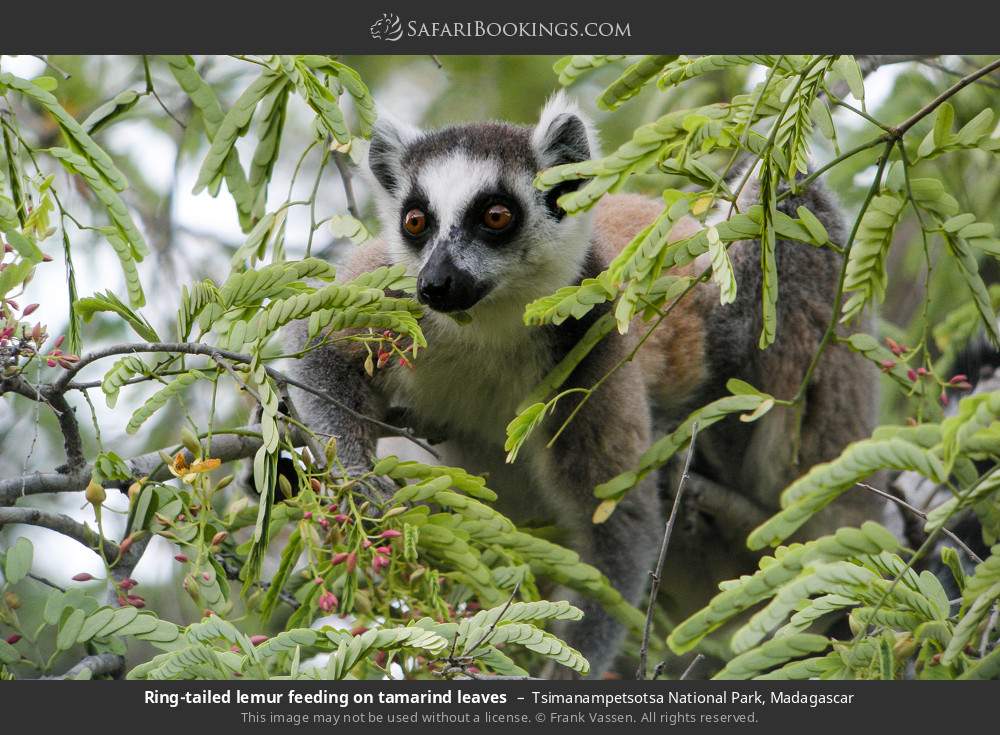 Ring-tailed lemur feeding on tamarind leaves in Tsimanampetsotsa National Park, Madagascar