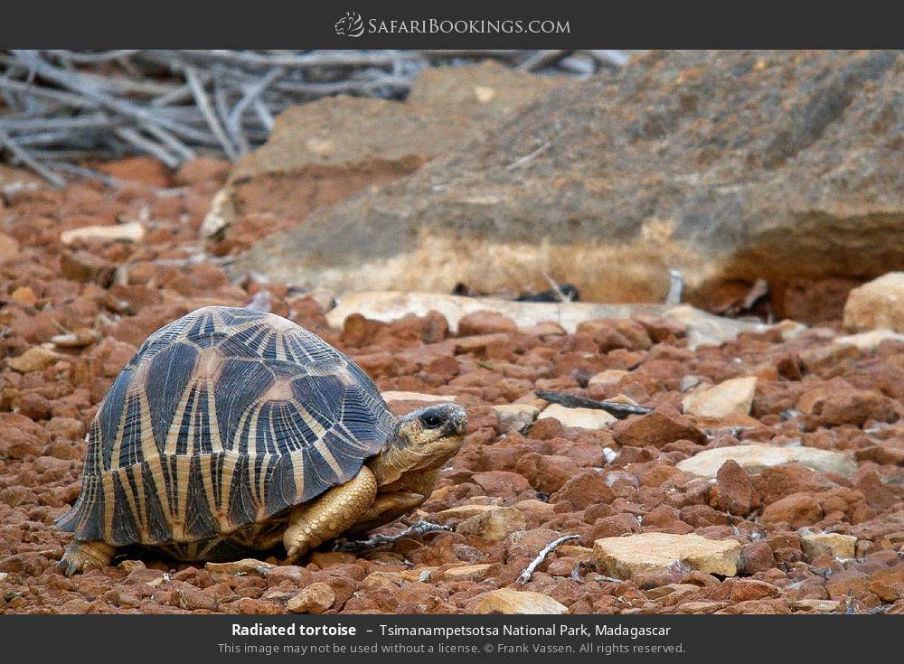 Radiated tortoise in Tsimanampetsotsa National Park, Madagascar