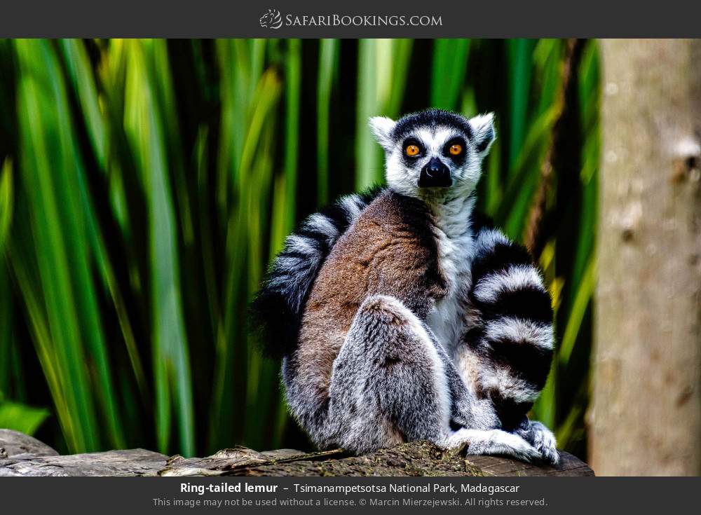 Ring-tailed lemur in Tsimanampetsotsa National Park, Madagascar