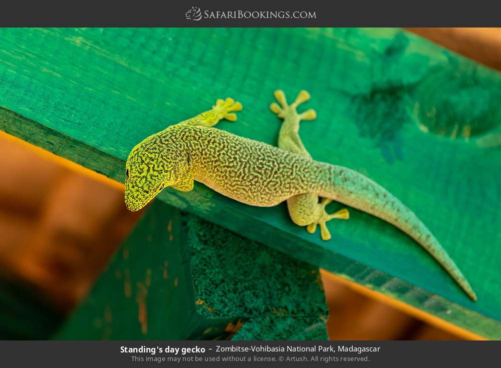 Standing's day gecko in Zombitse-Vohibasia National Park, Madagascar