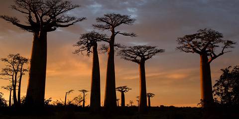 Madagascar Highlights