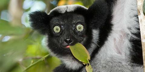 8-Day Madagascar Wildlife (Berenty + Andasibe)