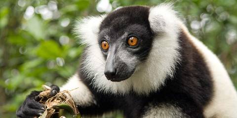 14-Day The Pristine Forests of Madagascar