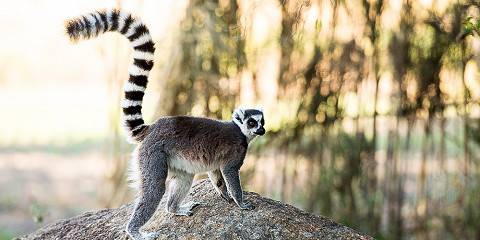 15-Day Explore Madagascar Unique Landscapes and Wildlife