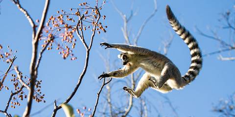 17-Day Highlights of Madagascar + Private Charter