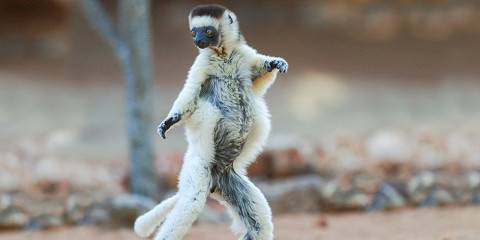 7-Day Explore the Iconic Species of Madagascar