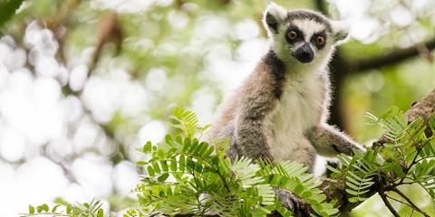 Southern Madagascar Expedition