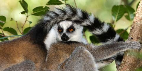 10-Day Senior Tour in Madagascar