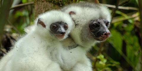 11-Day Madagascar Family Adventure Tour