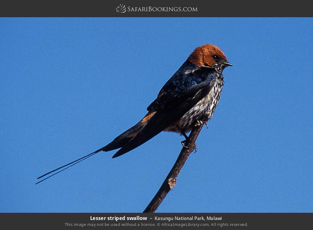 Lesser striped swallow in Kasungu National Park, Malawi