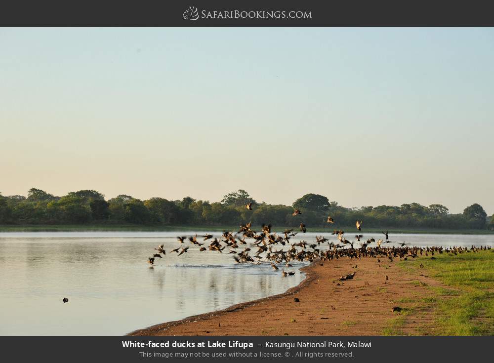 White-faced ducks at Lake Lifupa in Kasungu National Park, Malawi
