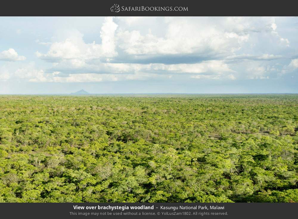 View over brachystegia woodland in Kasungu National Park, Malawi