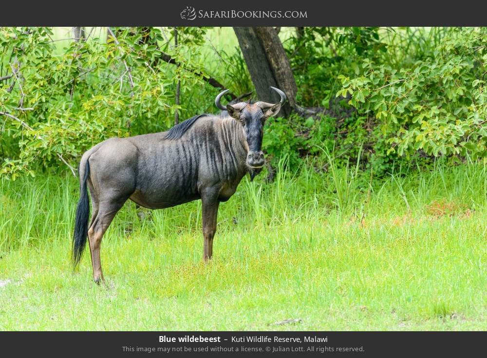 Blue wildebeest in Kuti Wildlife Reserve, Malawi