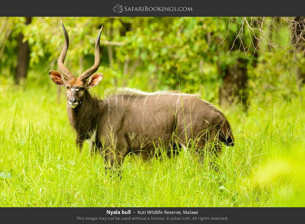 Nyala bull in Kuti Wildlife Reserve, Malawi