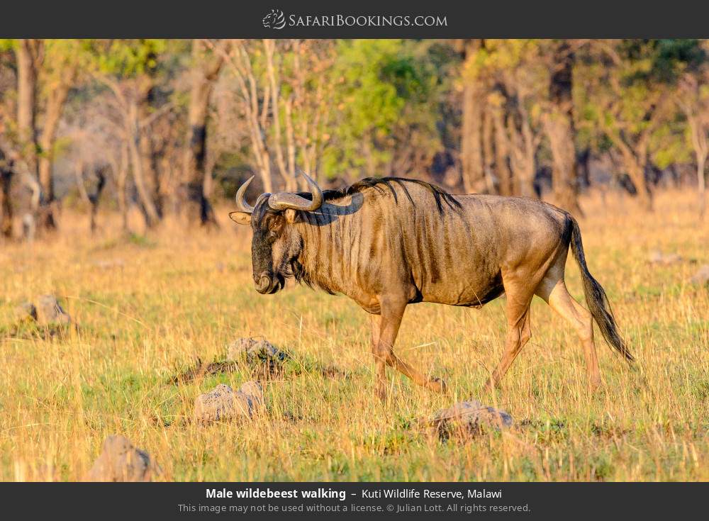 Male wildebeest walking in Kuti Wildlife Reserve, Malawi