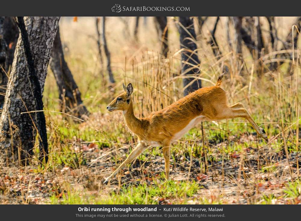 Oribi running through woodland in Kuti Wildlife Reserve, Malawi