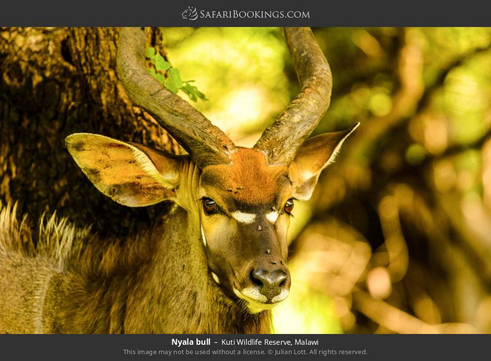 Nyala bull in Kuti Wildlife Reserve, Malawi