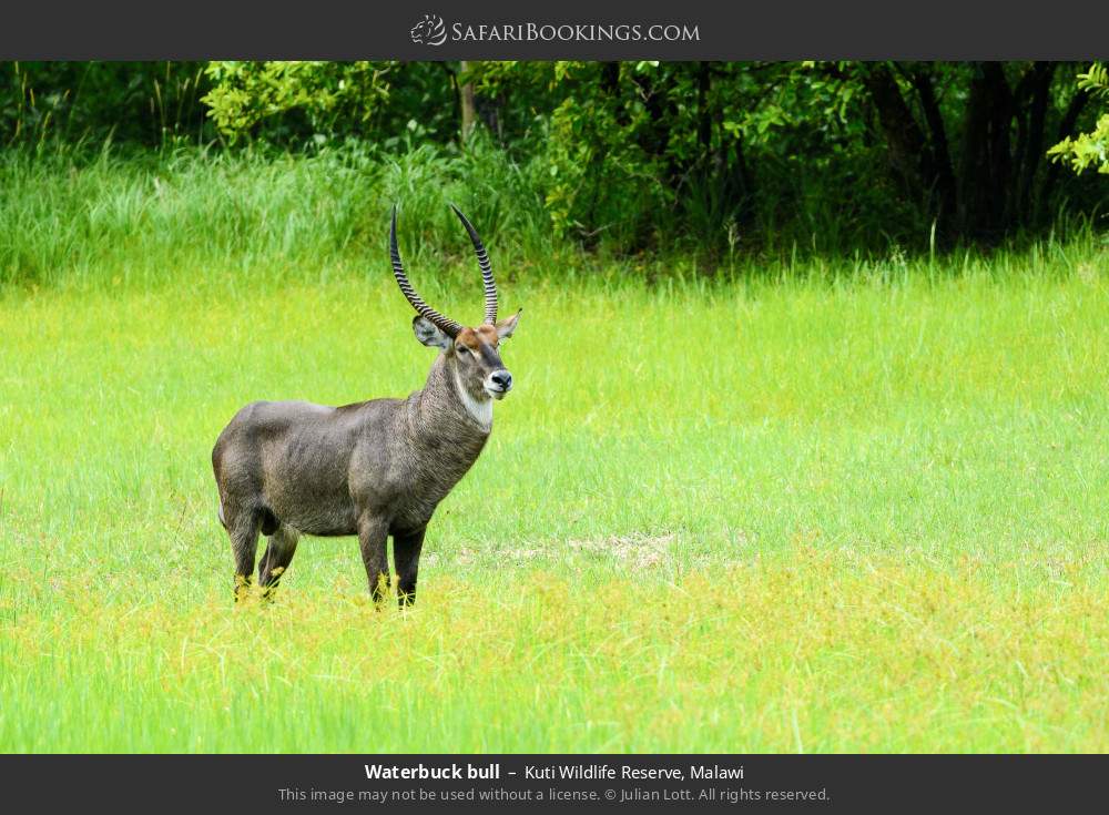 Waterbuck bull in Kuti Wildlife Reserve, Malawi