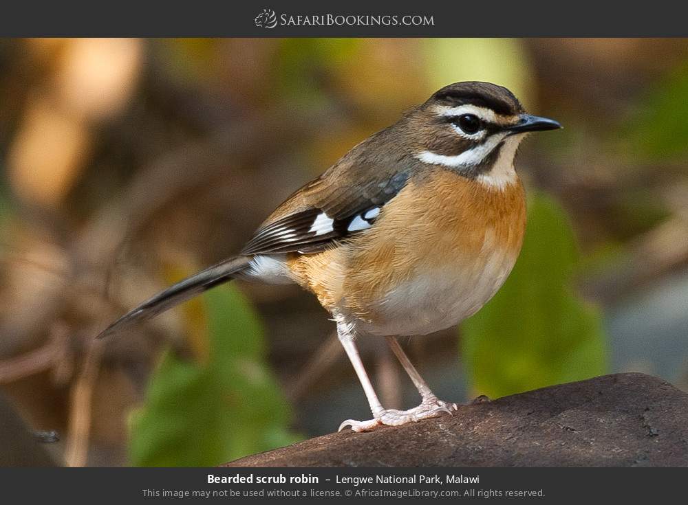 Bearded scrub robin in Lengwe National Park, Malawi
