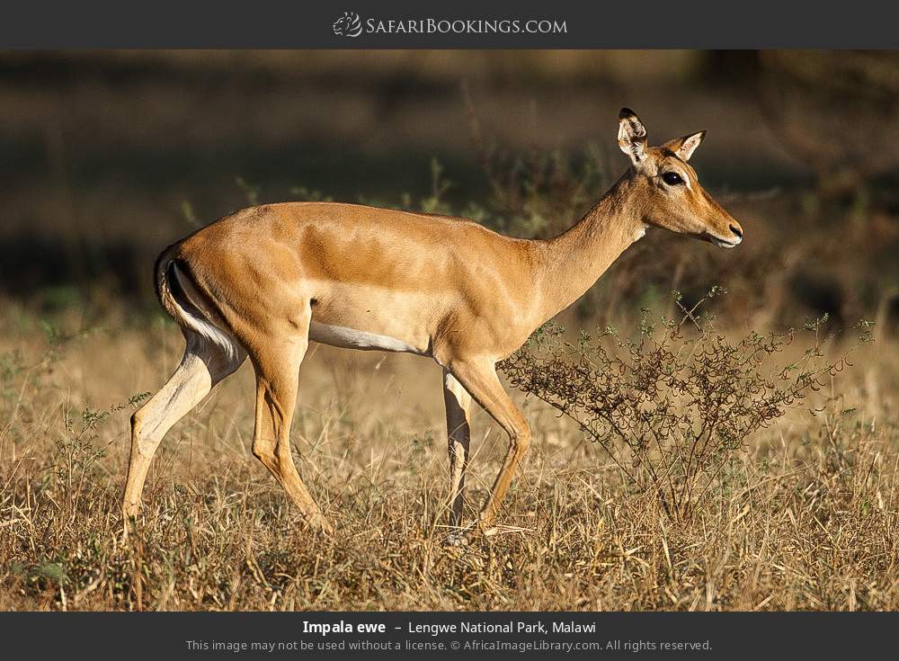Impala ewe in Lengwe National Park, Malawi