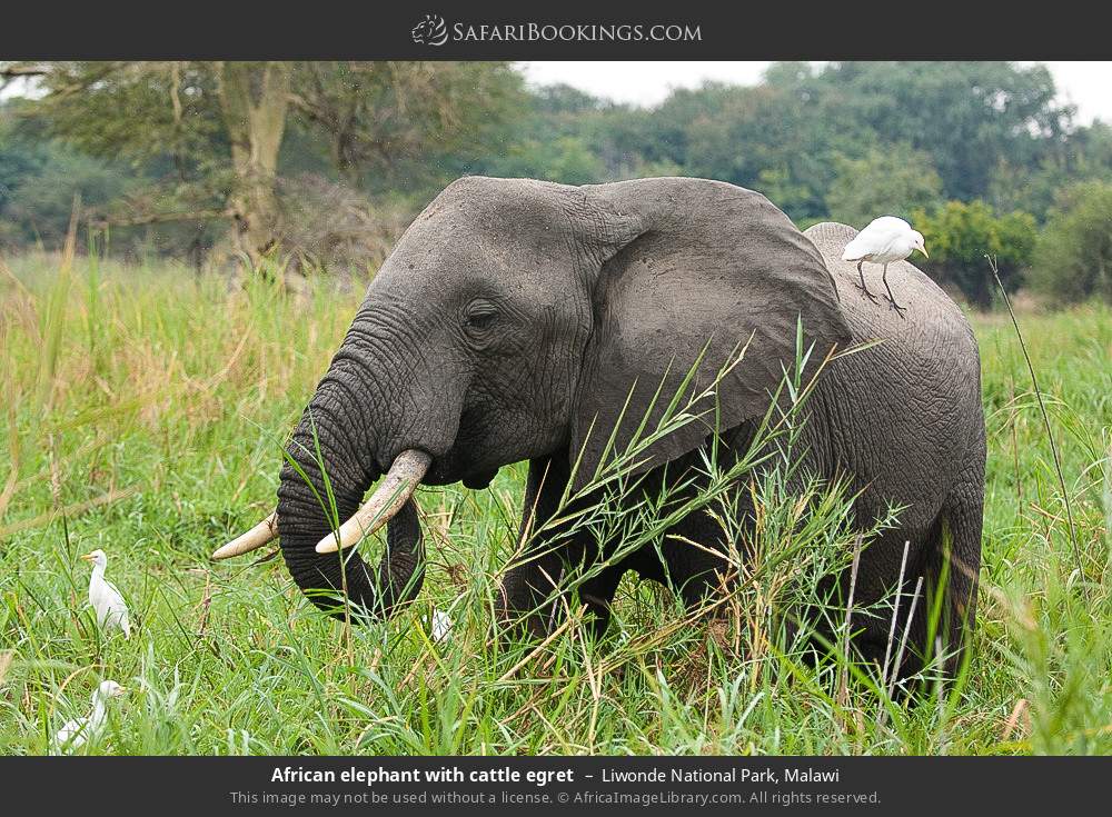 African elephant with cattle egret in Liwonde National Park, Malawi