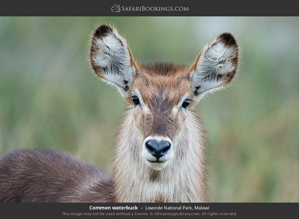 Common waterbuck in Liwonde National Park, Malawi