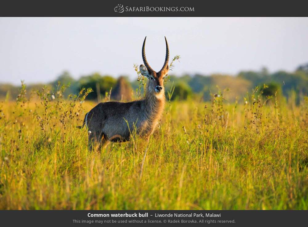 Common waterbuck bull in Liwonde National Park, Malawi