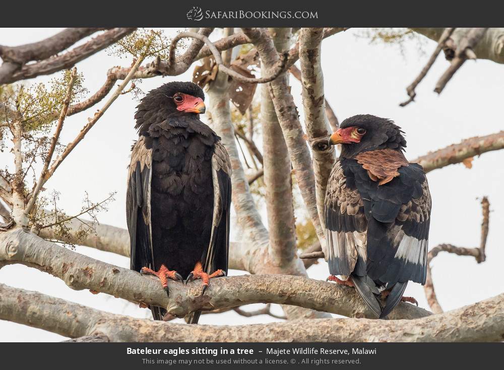 Bateleur eagles sitting in a tree in Majete Wildlife Reserve, Malawi