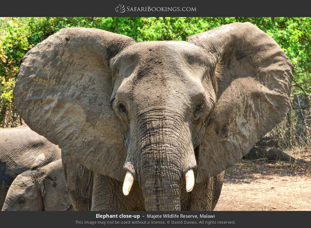 Elephant close-up in Majete Wildlife Reserve, Malawi