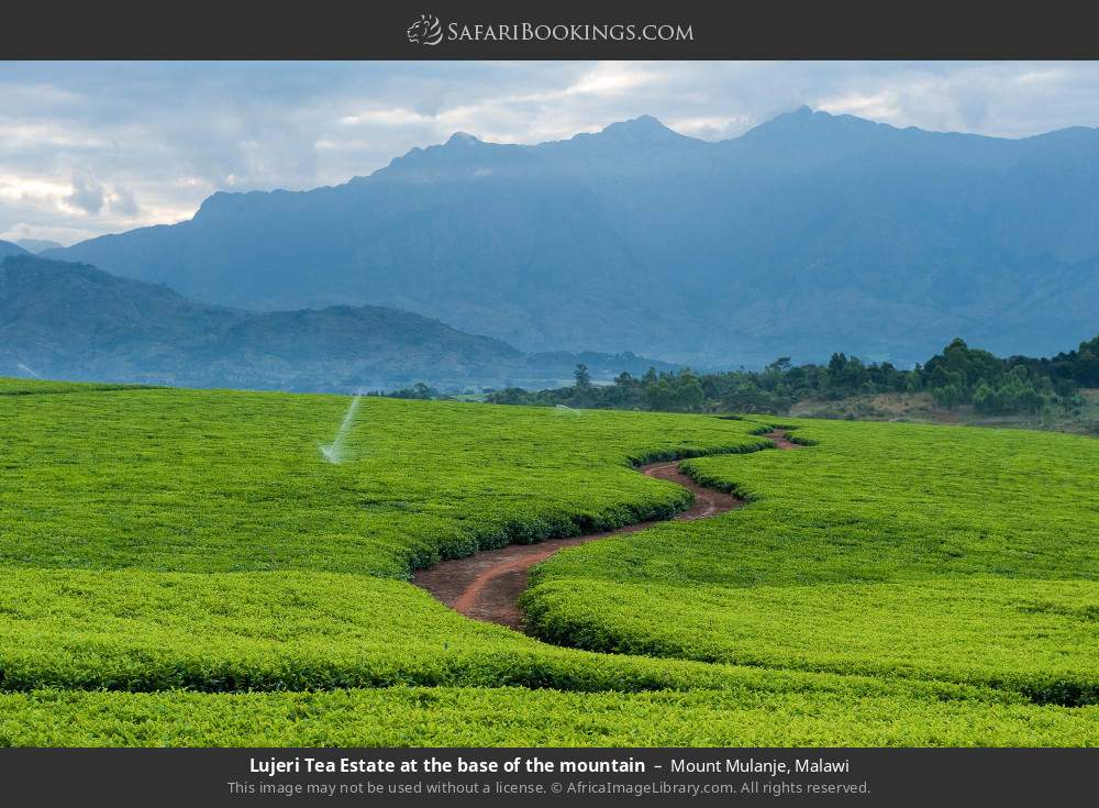 Lujeri Tea Estates at the base of Mt Mulanje in Mount Mulanje, Malawi