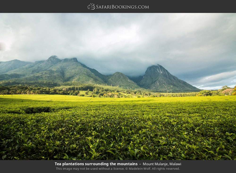 Tea plantations surrounding Mt Mulanje in Mount Mulanje, Malawi