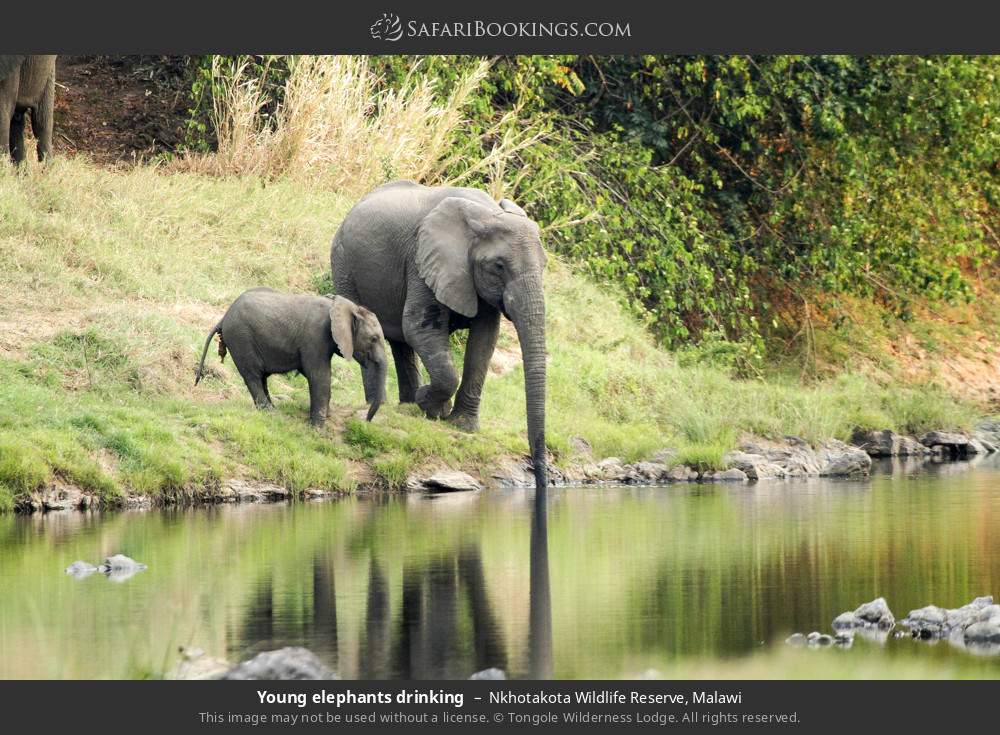 Young elephants drinking in Nkhotakota Wildlife Reserve, Malawi