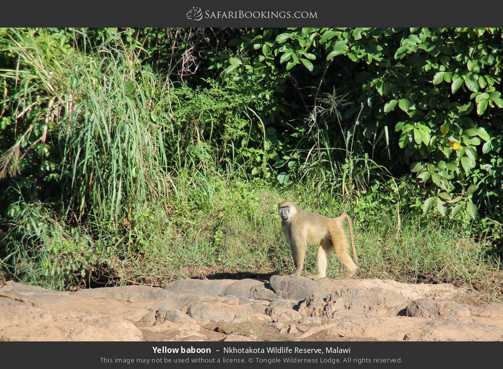 Yellow baboon in Nkhotakota Wildlife Reserve, Malawi