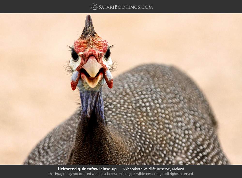 Helmeted guineafowl close-up in Nkhotakota Wildlife Reserve, Malawi