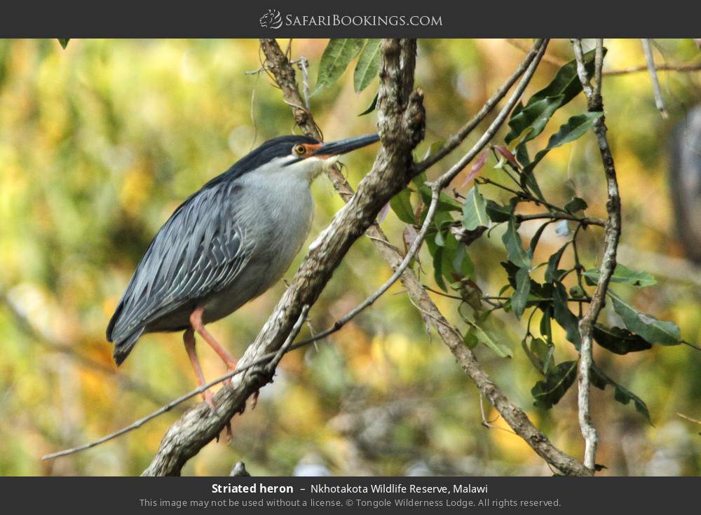 Striated heron in Nkhotakota Wildlife Reserve, Malawi