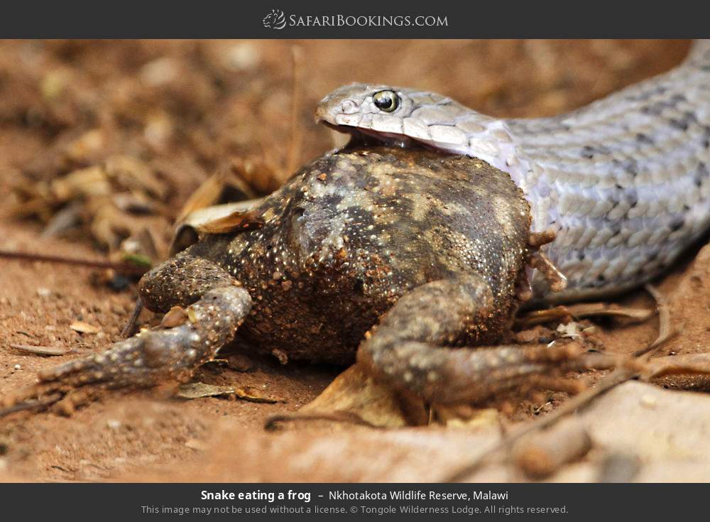 Snake eating a frog in Nkhotakota Wildlife Reserve, Malawi