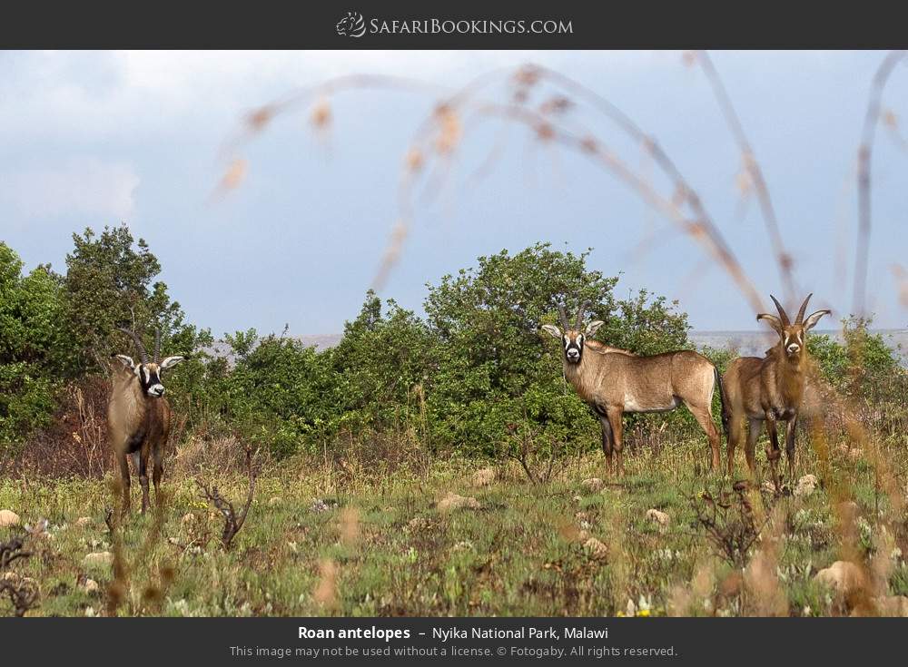 Roan antelope in Nyika National Park, Malawi