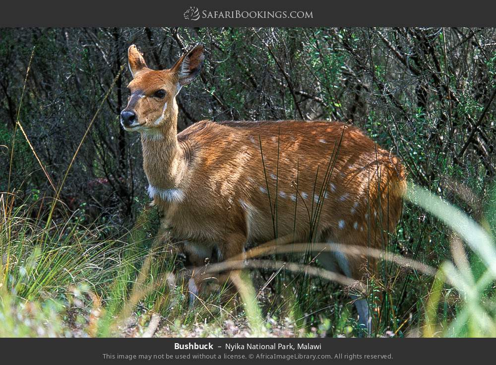 Bushbuck in Nyika National Park, Malawi