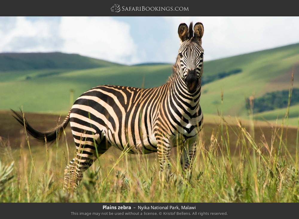 Crawshay’s zebra in Nyika National Park, Malawi