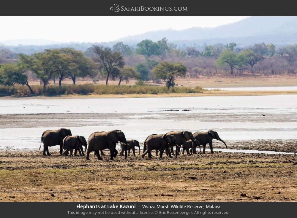 Elephants at Lake Kazuni in Vwaza Marsh Wildlife Reserve, Malawi