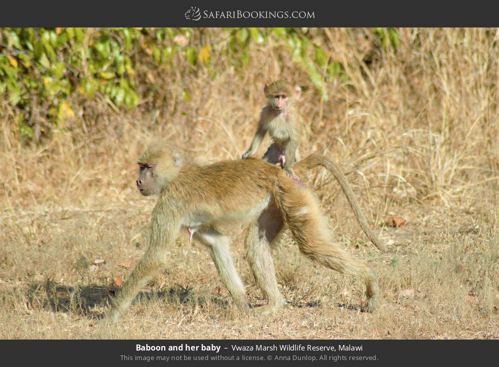 Baboon and her baby in Vwaza Marsh Wildlife Reserve, Malawi