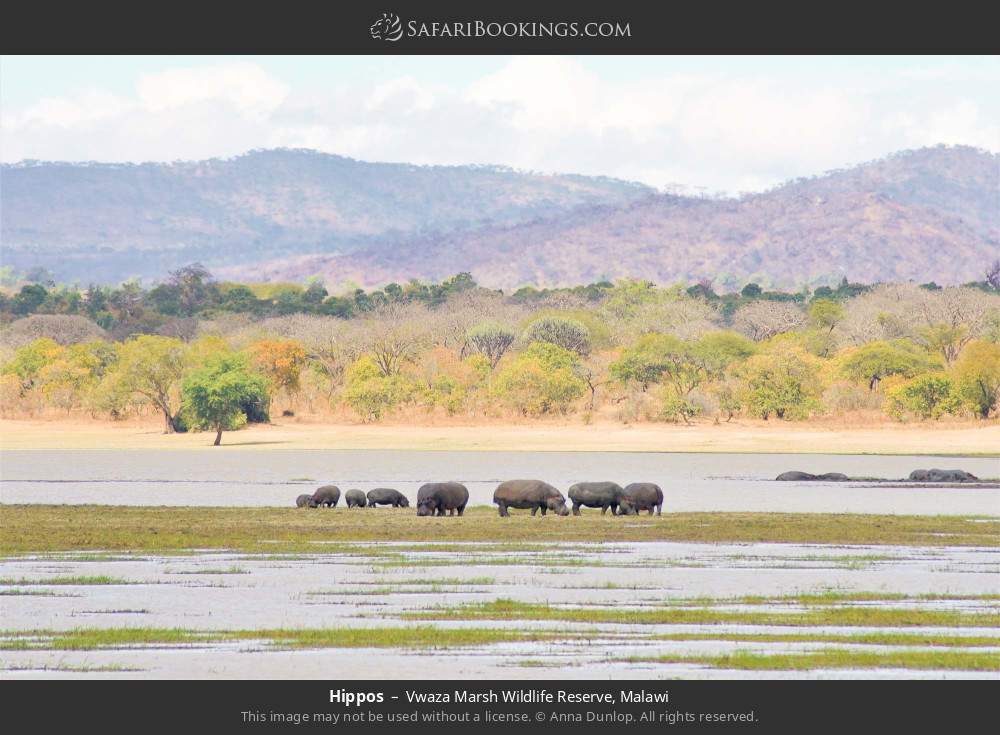Hippos in Vwaza Marsh Wildlife Reserve, Malawi