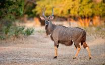 Lengwe National Park