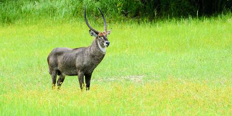 6-Day The Malawi Self Drive Tour