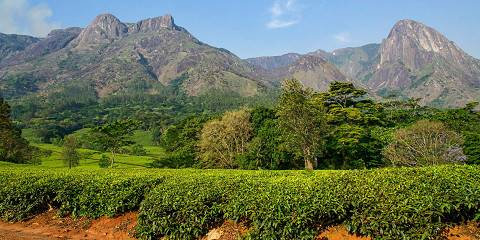 Mulanje Mountain Adventure