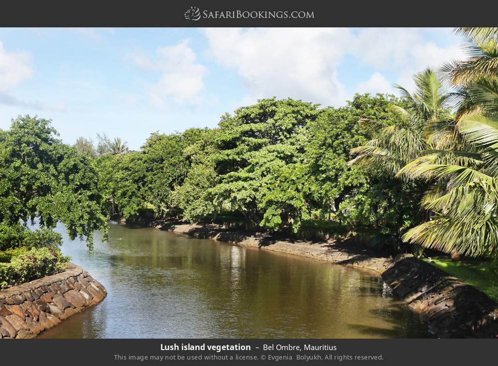 Lush island vegetation in Bel Ombre in Bel Ombre, Mauritius
