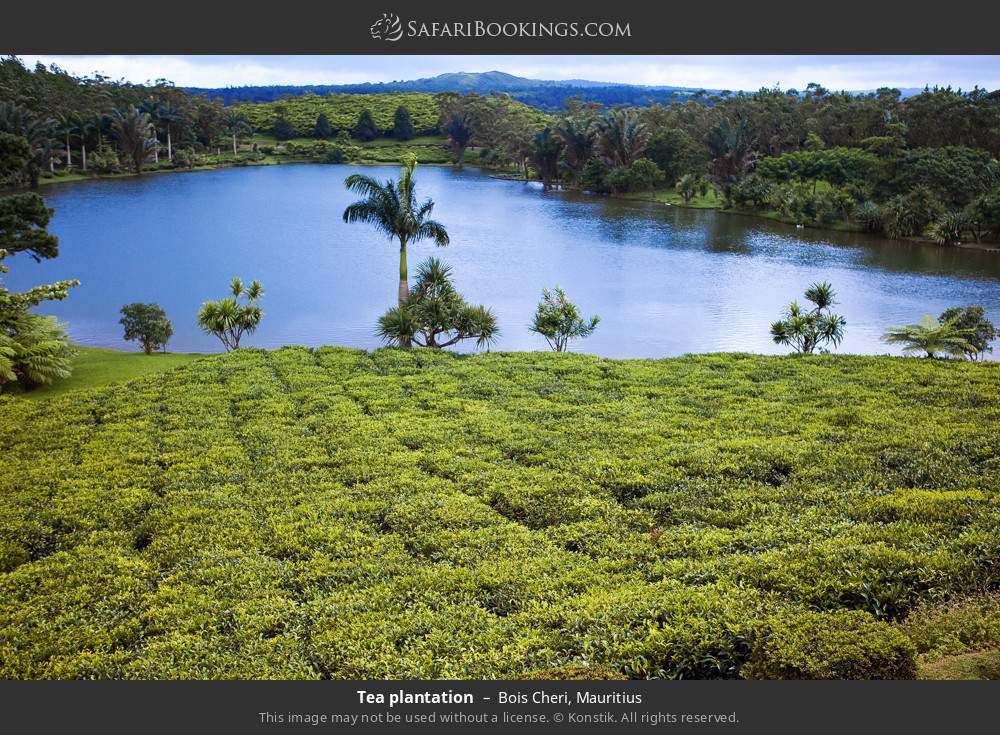 Bois Cheri Tea Plantation in Bois Cheri, Mauritius