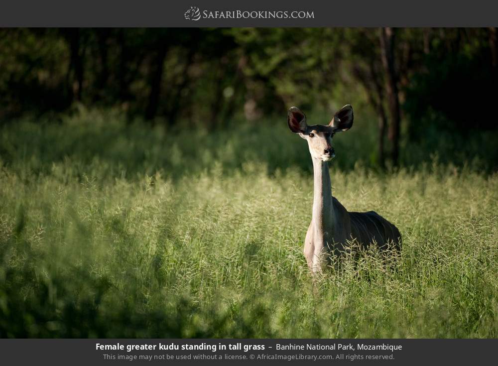 Female greater kudu standing in tall grass in Banhine National Park, Mozambique