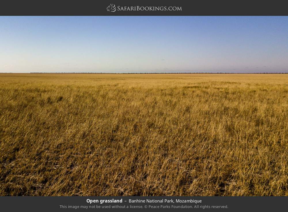 Open grassland in Banhine National Park, Mozambique